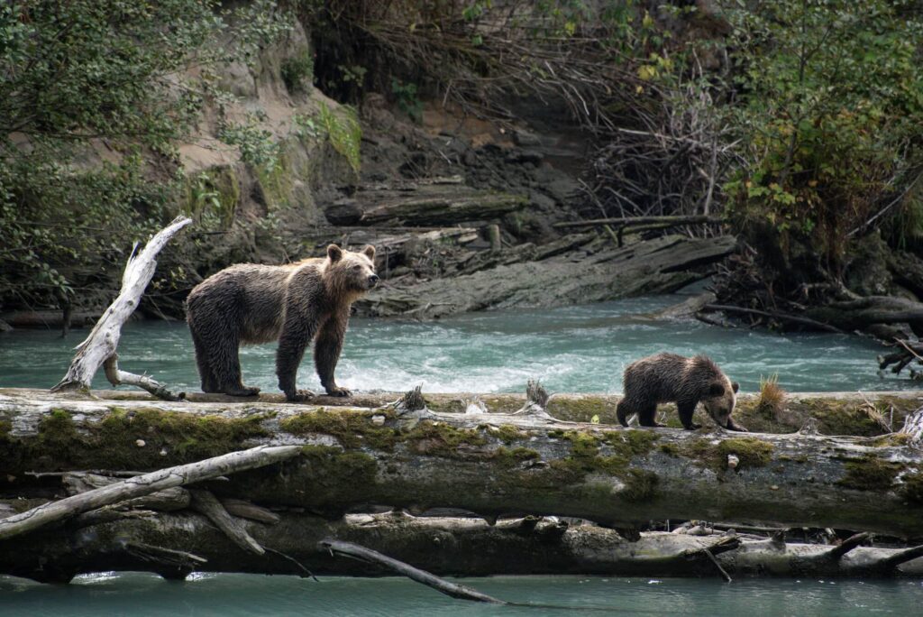 Timing of Grizzly Bear Captures