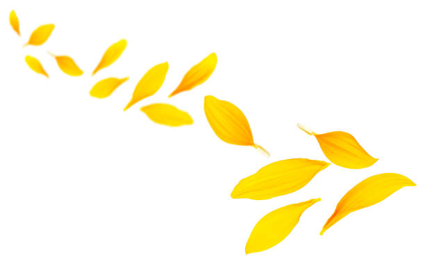 Drawing the First Layer of Petals