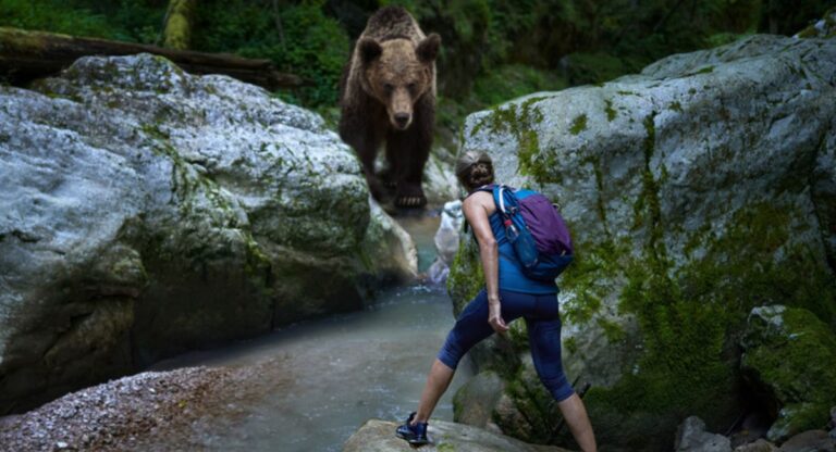 Yellowstone Grizzly Bear Captures during scientific research and conservation efforts