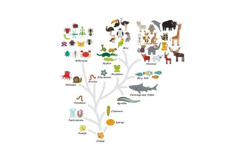 Speciering in Taxonomy and Classification